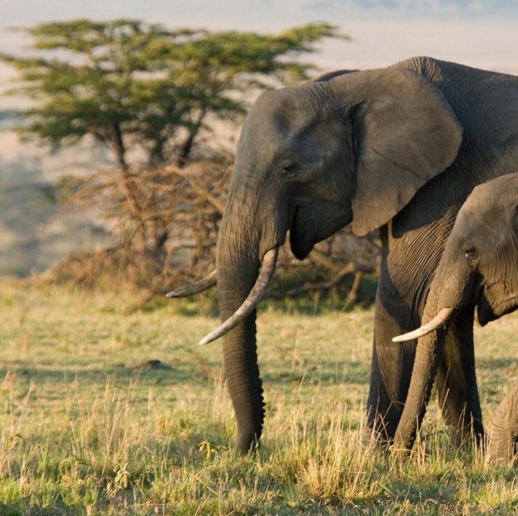 10-Night Kenya Flight, Lodge, and Safari Vacation: From $10,798 for 2