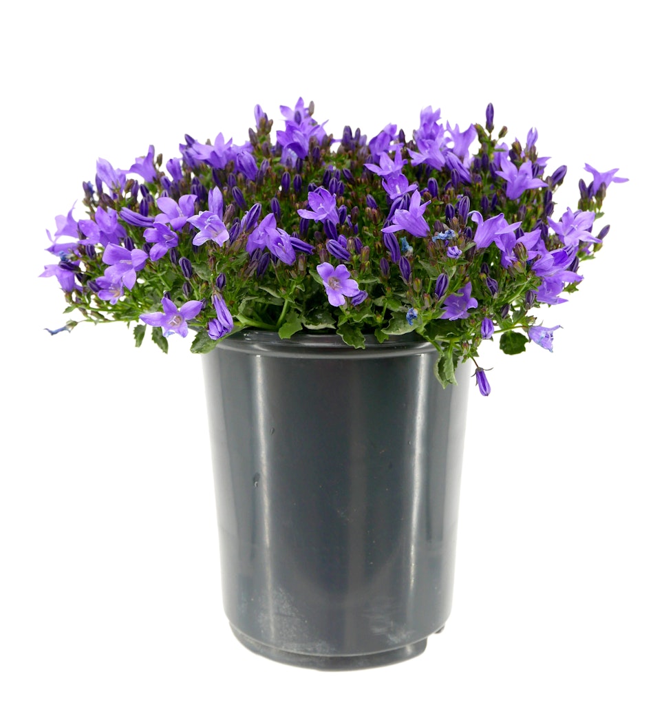 Lowe's Outdoor Plants Daily Deals: 30% off Lowe's Outdoor Plants Daily Deals: 30% off