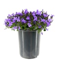 Lowe's Outdoor Plants Daily Deals: 30% off + free shipping w/ $35