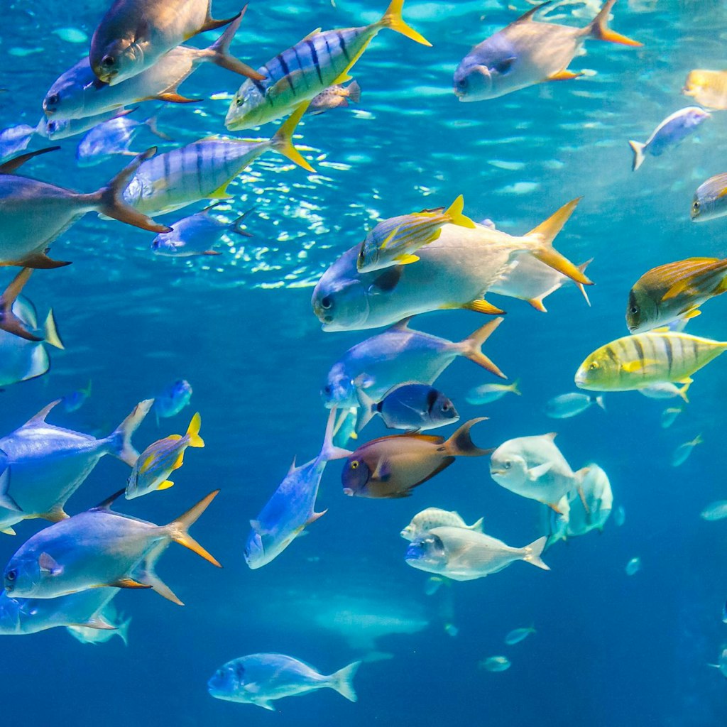 Norwegian 4-Night Bahamas Cruise: From $1,078 for 2 Norwegian 4-Night Bahamas Cruise: From $1,078 for 2