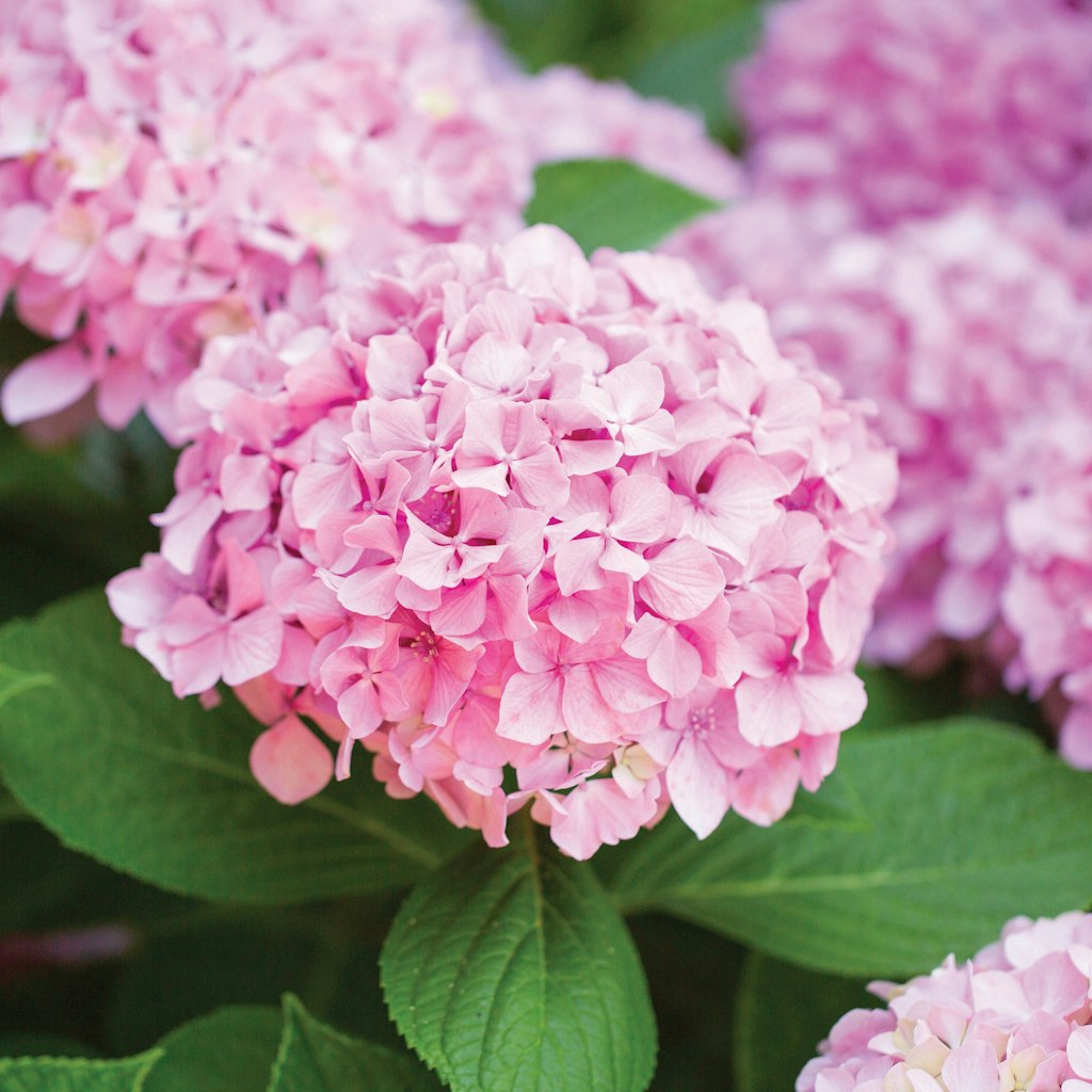 Lowe's Memorial Day Plant and Bulb Deals: Up to 20% off Lowe's Memorial Day Plant and Bulb Deals: Up to 20% off