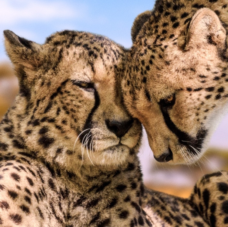8-Night Tanzania Flight and Safari Vacation: From $12,898 for 2 8-Night Tanzania Flight and Safari Vacation: From $12,898 for 2
