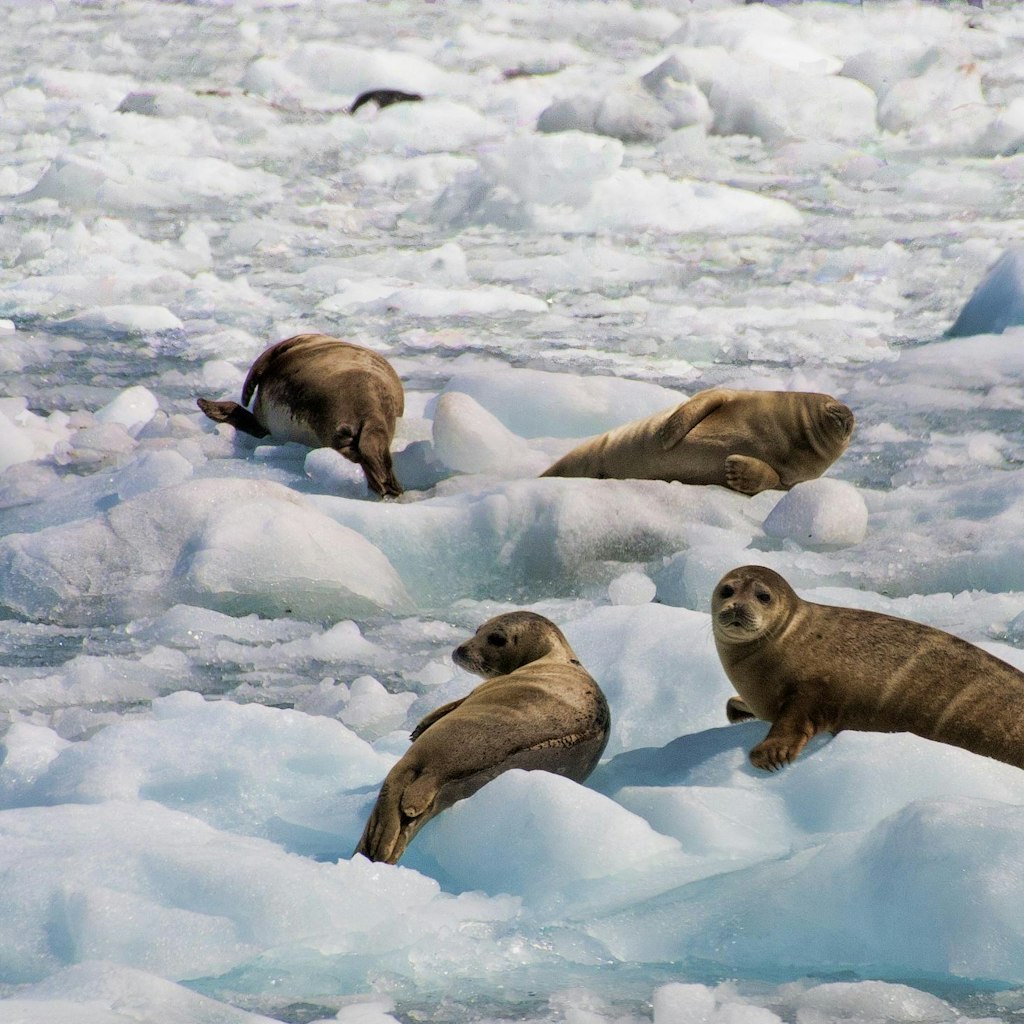 Seabourn 7-Night Glaciers & Alaska Inside Passage Cruise: From $11,558 for 2