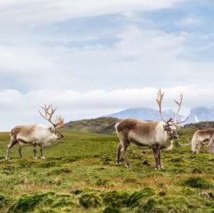 Holland America 18-Day Great Bear Rainforest and Alaska Explorer Cruise: From $4,398 for 2