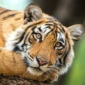 21-Night Royal India Flight, Hotel, and Tour Vacation for From $12,998 for 2