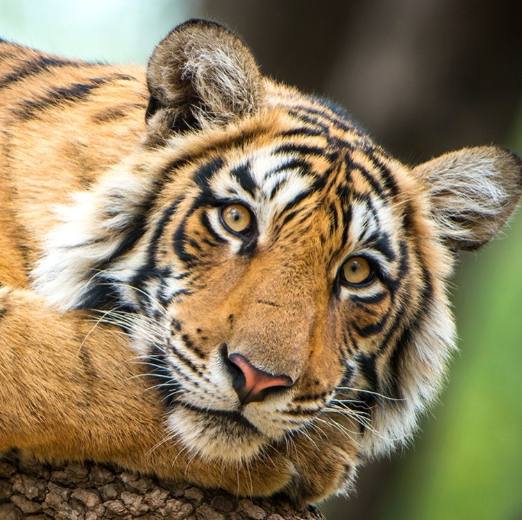 21-Night Royal India Flight, Hotel, and Tour Vacation: From $12,998 for 2