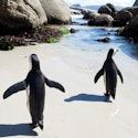 13-Night Kenya, Victoria Falls, and Botswana Flight, Hotel, and Tour Vacation for From $17,098 for 2