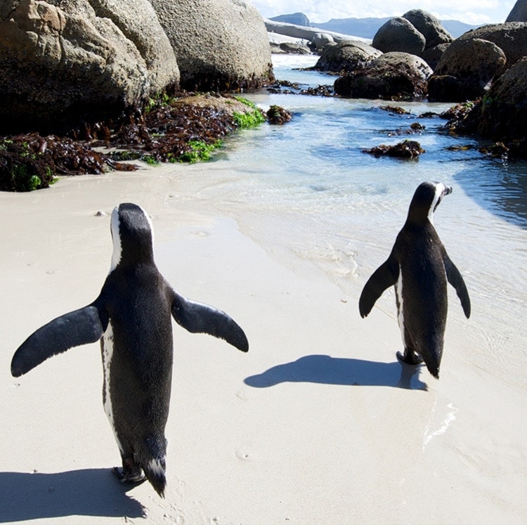 13-Night Kenya, Victoria Falls, and Botswana Flight, Hotel, and Tour Vacation: From $17,098 for 2
