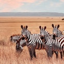 9-Night Kenya and Tanzania Safari w/ Flights and Tours for From $13,498 for 2