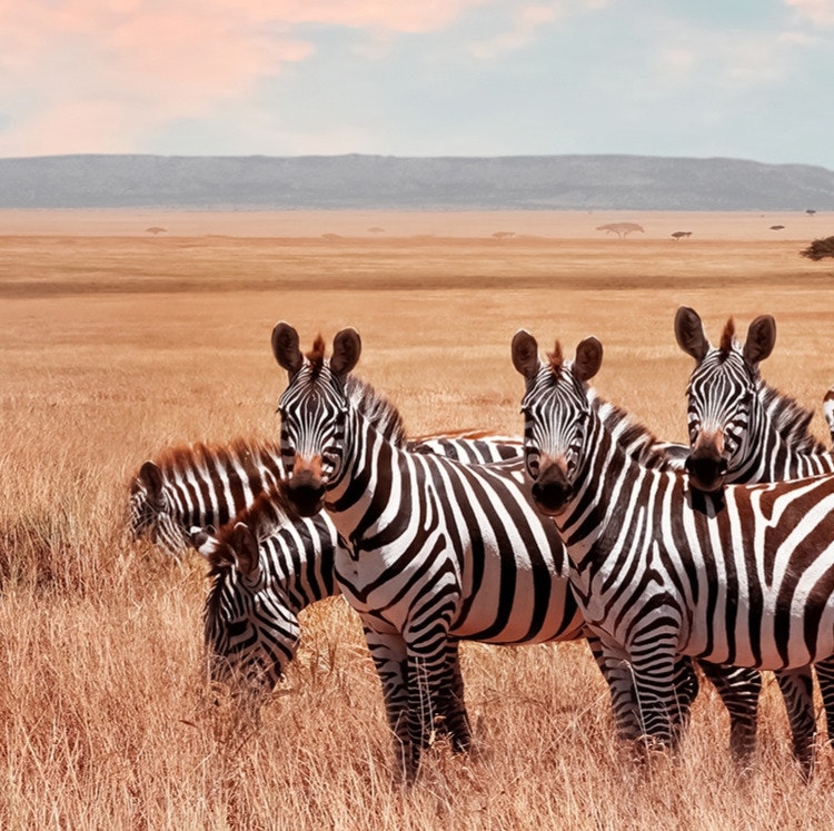 9-Night Kenya and Tanzania Safari w/ Flights and Tours: From $13,498 for 2