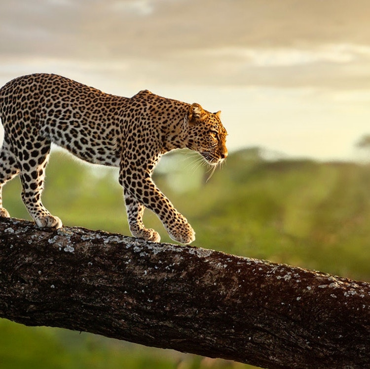 8-Night Kenya Safari Flight, Hotel, and Tour Vacation: From $9,898 for 2