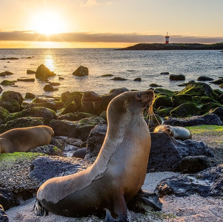 7-Night Ecuador and Galapagos Flight, Hotel, and Tour Vacation: From $3,998 for 2