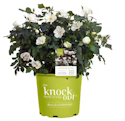 Landscaping Daily Deals at Home Depot: Up to 20% off + free shipping