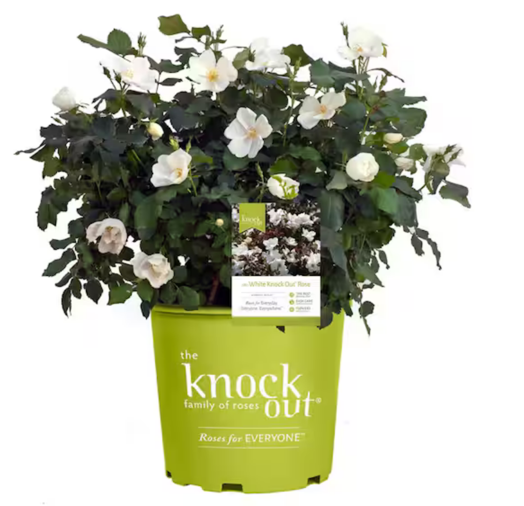 Landscaping Daily Deals at Home Depot: Up to 20% off