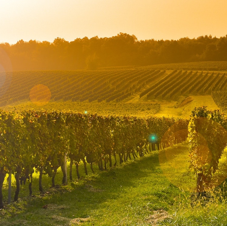 Scenic 10-Night Bordeaux River Cruise: From $13,808 for 2
