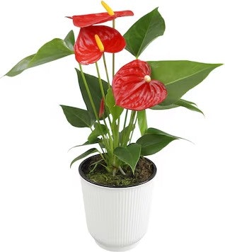 House Plant Deals at Lowe's: Up to 30% off
