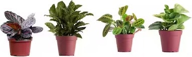 LiveTrends House Plant Daily Deals at Lowe's: Up to 25% off