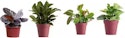 LiveTrends House Plant Daily Deals at Lowe's + free shipping