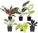 Plants for Pets Easy to Grow Houseplants 6-Pack + free shipping w/ Prime