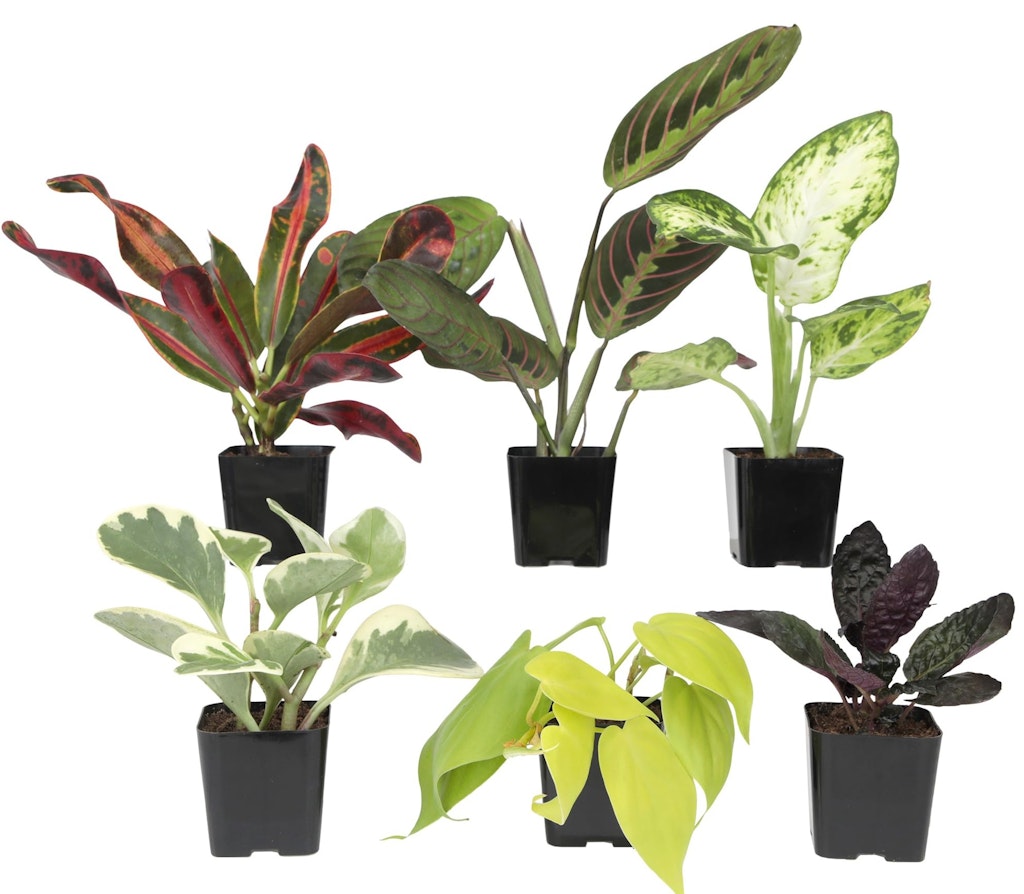Plants for Pets Easy to Grow Houseplants 6-Pack: $18