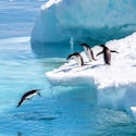 11-Night Antarctica Expedition Cruise for From $15,836 for 2
