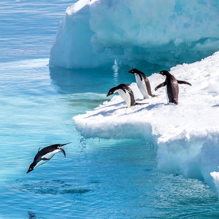 11-Night Antarctica Expedition Cruise: From $15,836 for 2