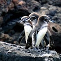 6-Night Quito-Galapagos Central & Northern Cruise for From $7,642 for 2