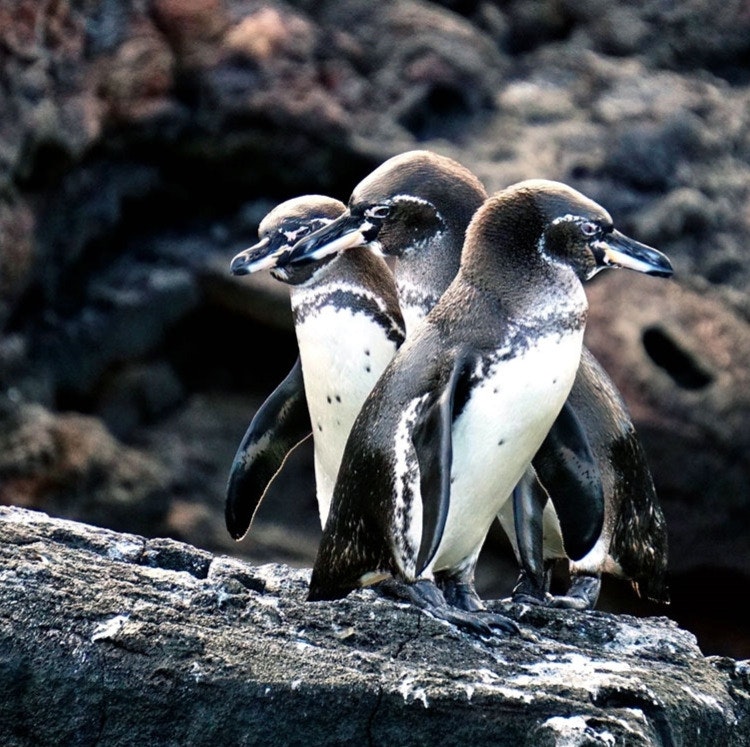 6-Night Quito-Galapagos Central & Northern Cruise: From $7,642 for 2