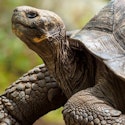 16-Night Ecuador, Galapagos, Amazon, and Peru Flight, Hotel, and Tour Vacation for From $7,952 for 2