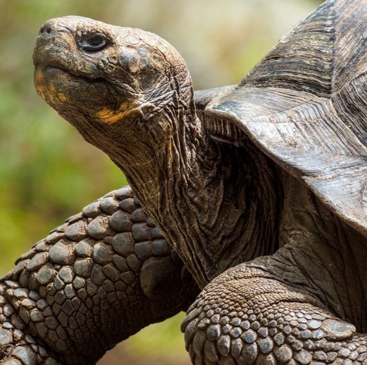 16-Night Ecuador, Galapagos, Amazon, and Peru Flight, Hotel, and Tour Vacation: From $7,952 for 2 16-Night Ecuador, Galapagos, Amazon, and Peru Flight, Hotel, and Tour Vacation: From $7,952 for 2