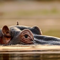 8-Night South Africa Flight, Hotel, and Safari Vacation for From $4,798 for 2