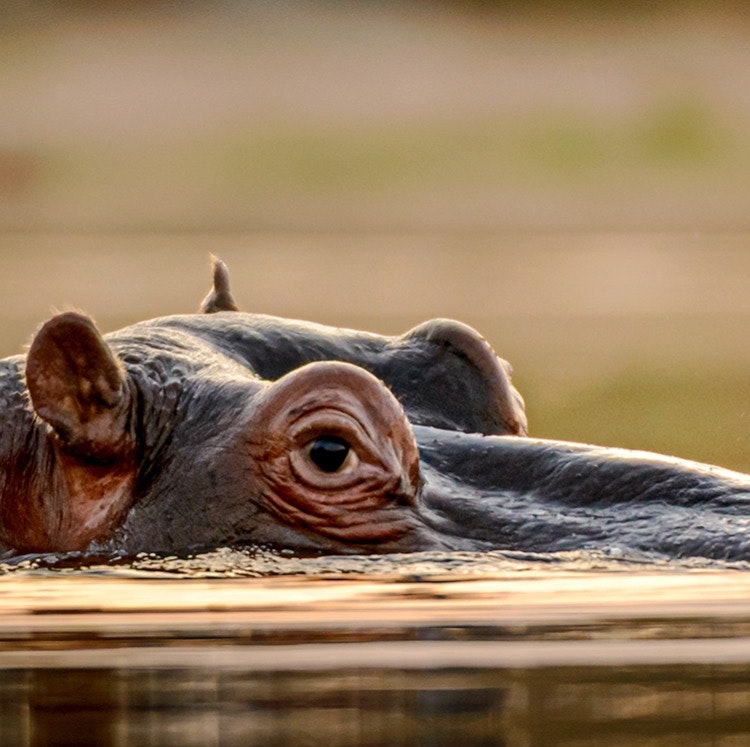 8-Night South Africa Flight, Hotel, and Safari Vacation: From $4,798 for 2