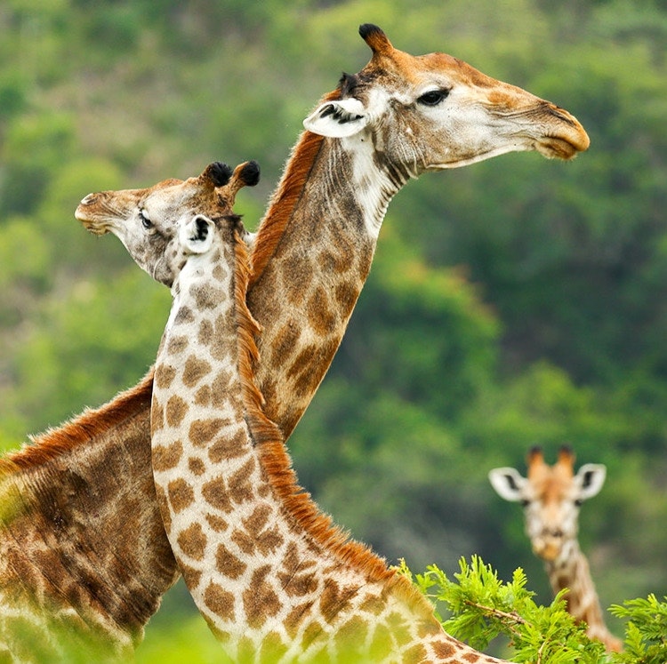 9-Night South Africa Flight, Hotel, and Safari Vacation: From $5,970 for 2