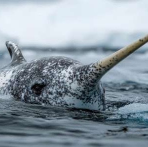 Atlas 17-Night Kangerlussuaq to St. Johns Cruise: From $27,890 for 2 Atlas 17-Night Kangerlussuaq to St. Johns Cruise: From $27,890 for 2