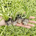 Spider Plant Variety 4-Pack for $17 + free shipping w/ Prime