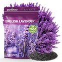 7,000+ Lavender Seeds for $8 + free shipping w/ Prime