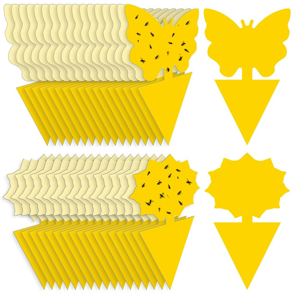 Fruit Fly Trap 36-Pack: $5.99