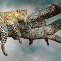 10-Night Kenya & Tanzania Safari Flight and Tour Vacation for From $11,998 for 2