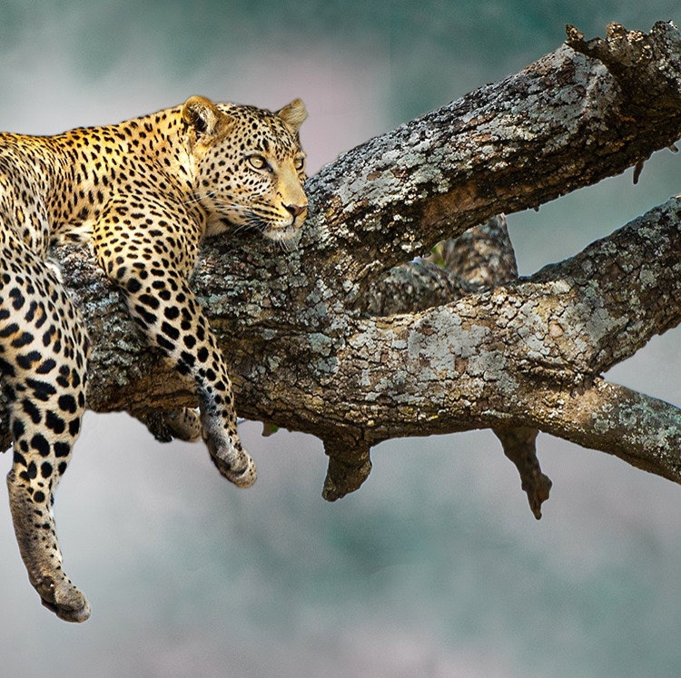 10-Night Kenya & Tanzania Safari Flight and Tour Vacation: From $11,998 for 2
