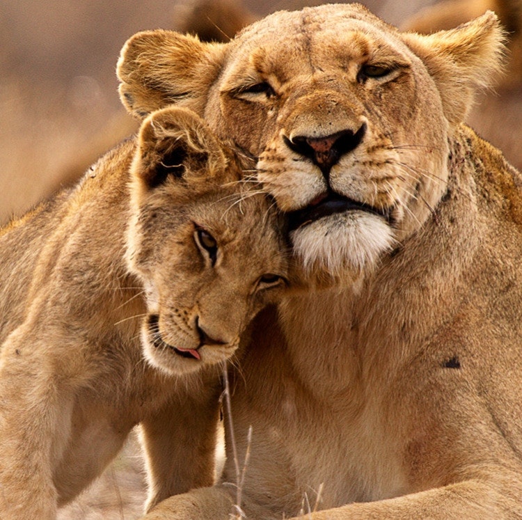 16-Night Egypt and South Africa Flight, Cruise, and Safari Vacation: From $10,398 for 2
