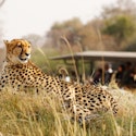 6-Night South Africa Safari Tour Vacation for From $3,598 for 2