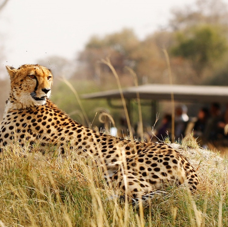 6-Night South Africa Safari Tour Vacation: From $3,598 for 2