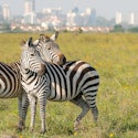13-Night Egypt and Kenya Nile Cruise and Safari Vacation for From $9,798 for 2