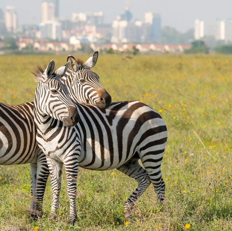 13-Night Egypt and Kenya Nile Cruise and Safari Vacation: From $9,798 for 2 13-Night Egypt and Kenya Nile Cruise and Safari Vacation: From $9,798 for 2