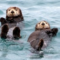 Holland America 7-Night Alaska Inside Passage Cruise for From $2,118 for 2