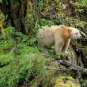 Holland America 18-Night Great Bear Rainforest and Alaska Cruise for From $3,758 for 2