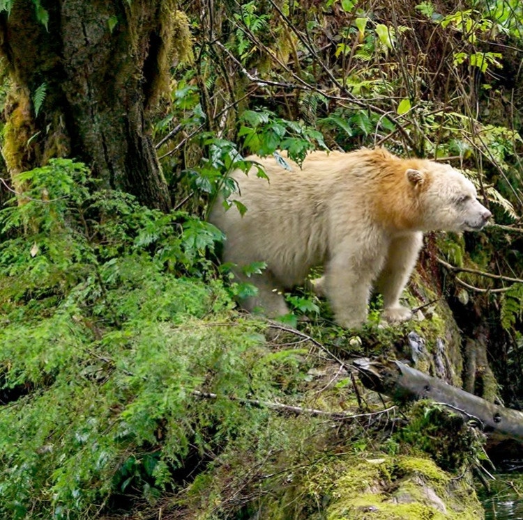Holland America 18-Night Great Bear Rainforest and Alaska Cruise: From $3,758 for 2