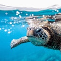 Princess 16-Night Hawaiian Islands Cruise for From $4,048 for 2