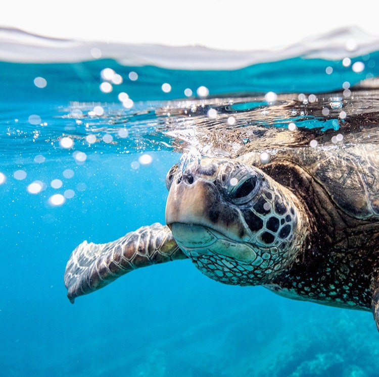 Princess 16-Night Hawaiian Islands Cruise: From $4,048 for 2