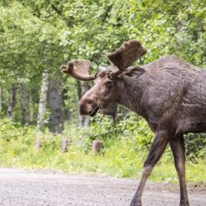 Anchorage Vacation Deals: Special offers